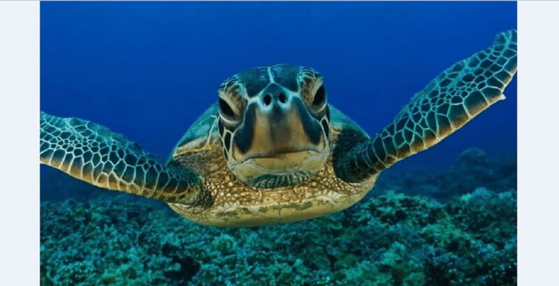 Akumal: Turtle Swim & Jungle Adventure Tour - Who is This Tour Best For?