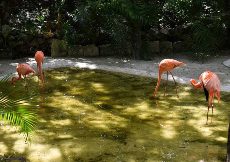 Akumal: Visit the Monkey Sanctuary with Cenote swim and ATV - FAQ