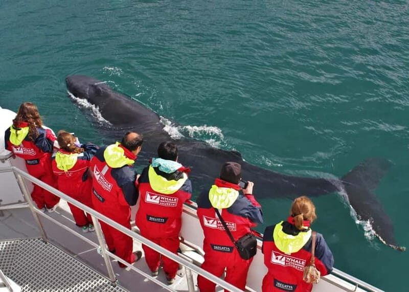 Akureyri: Food Walk and Whale Watching Tour - The Practicalities