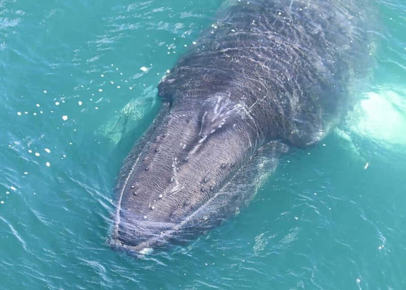 Akureyri: Food Walk and Whale Watching Tour - FAQs