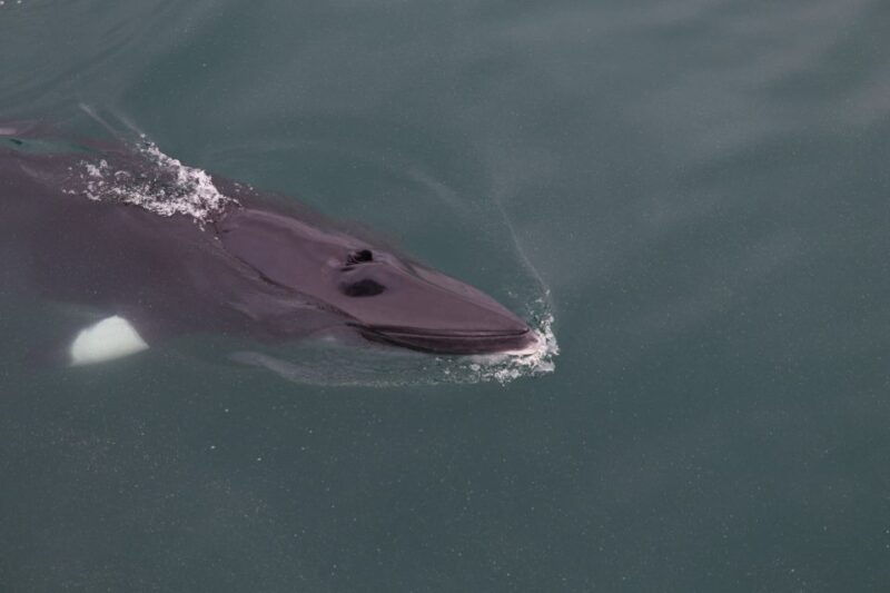 akureyri-guided-whale-watching-tour-from-the-city-center