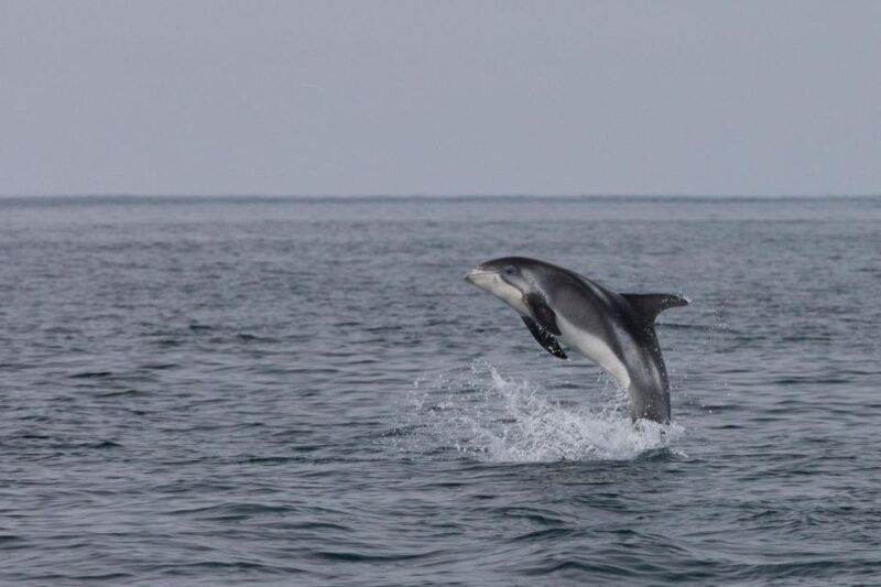 akureyri-guided-whale-watching-tour-from-the-city-center