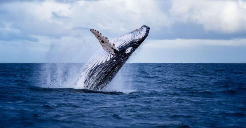 akureyri-guided-whale-watching-tour-from-the-city-center