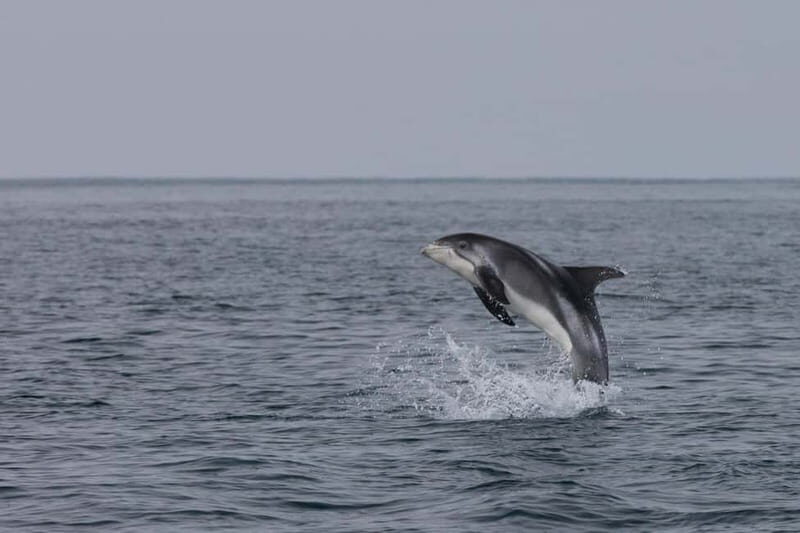 Akureyri: Whale Watching Shore Excursions - FAQ