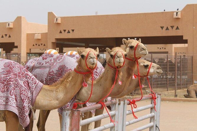 Al Ain City Tour on Private Basis - The Camel Market: Vibrant Local Life