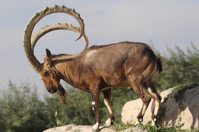 Al Ain City Tour on Private Basis - Jebel Hafeet: The Scenic Climax