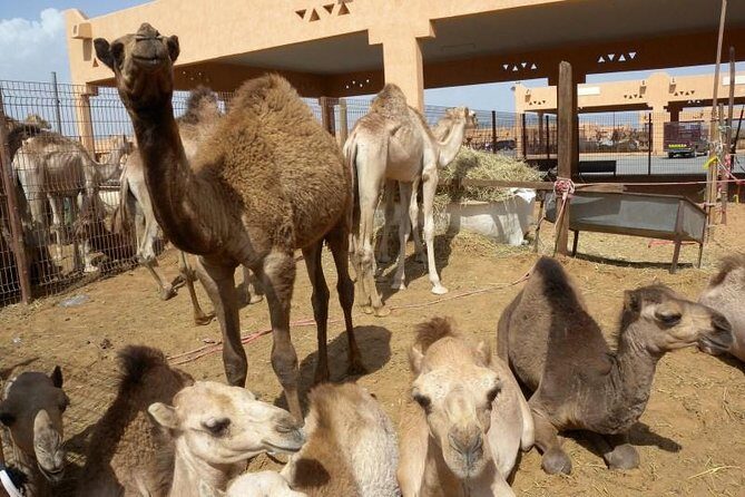 Al Ain Garden City Tour From Dubai - Who Would Love This Tour?