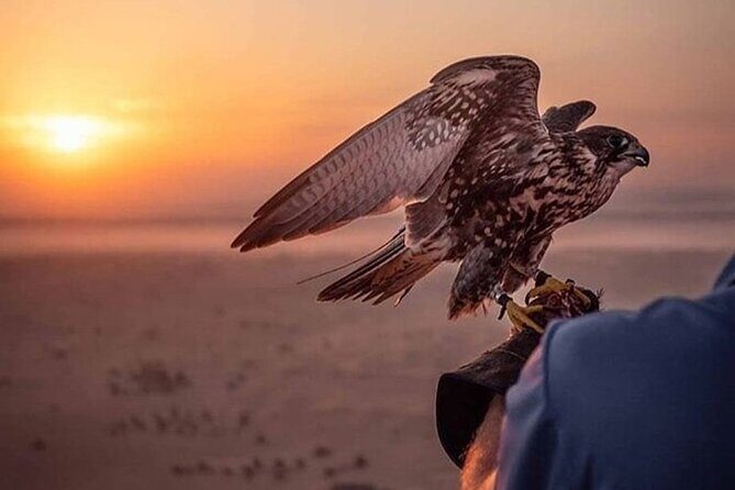 Al Awir Morning Desert Safari Dubai - Pricing & Value