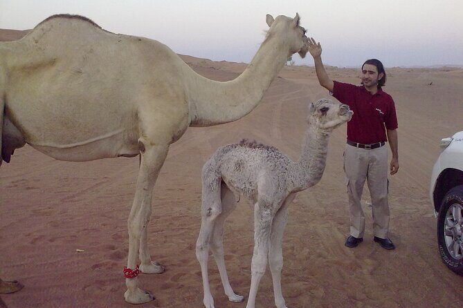 Al Awir Morning Desert Safari Dubai - FAQ