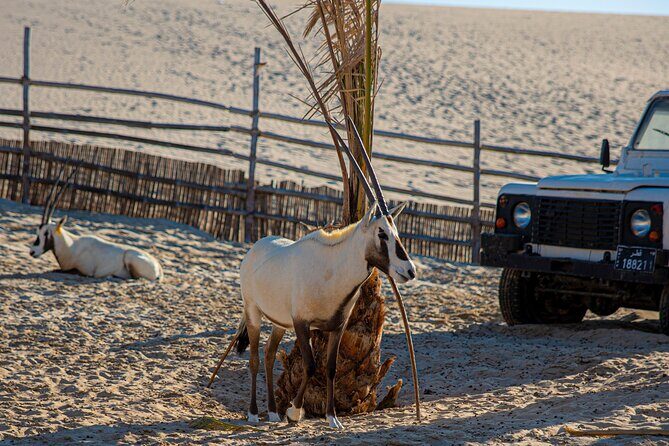 Al Majles Resort Day Pass - Exploring the Al Majles Resort Day Pass Experience