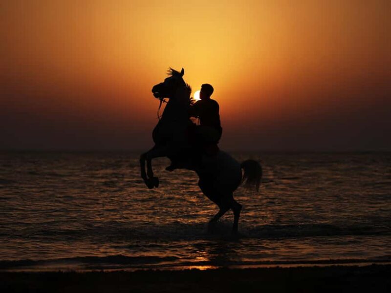 Al Mirfa: Forest Horseback Riding Adventure - Key Points
