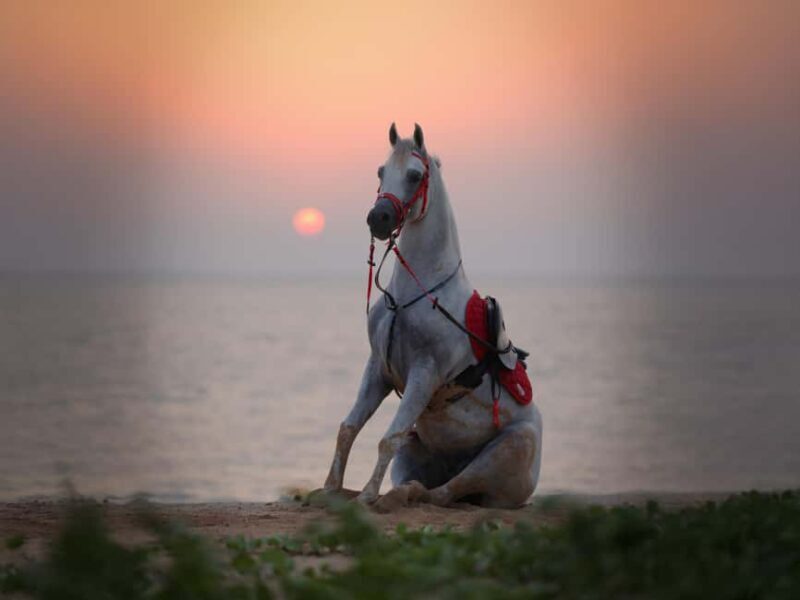 Al Mirfa: Forest Horseback Riding Adventure - Why You’ll Love the Al Mirfa Horseback Riding Adventure