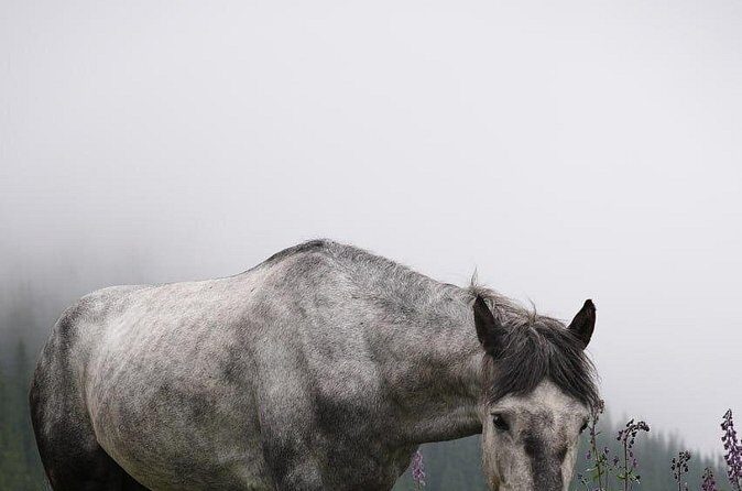 Ala Archa National Park Hike with Local Legend Guide - Who Will Love This Tour?