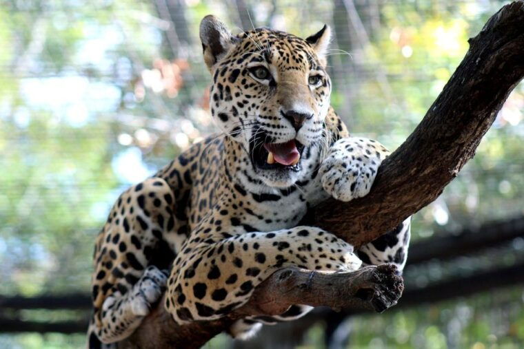 alabama-3-day-montgomery-city-multi-attraction-pass