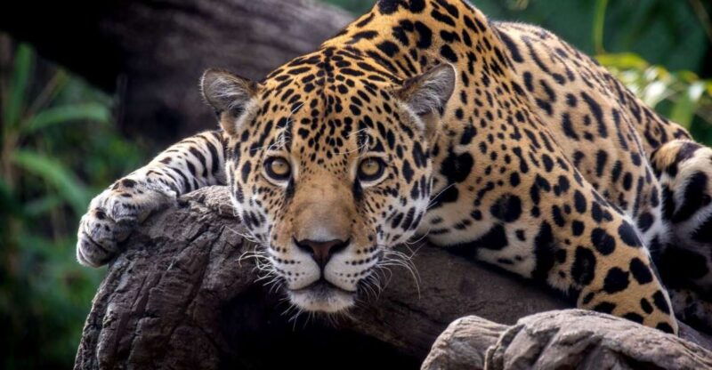 alabama-birmingham-area-family-fun-multi-attraction-pass