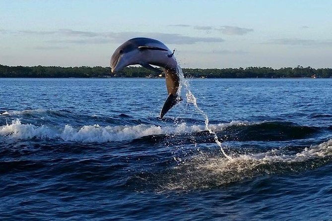 alabama-gulf-coast-dolphin-cruise