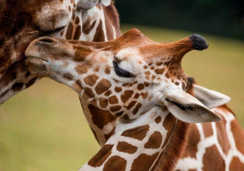 alabama-montgomery-selma-area-multi-attraction-pass