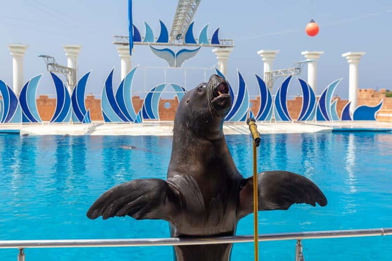 Alanya: Sealanya Dolphinpark Dolphin Show Tour - What to Expect at Sealanya Dolphinpark