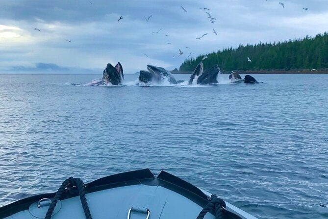 alaska-marine-fast-boat-adventure