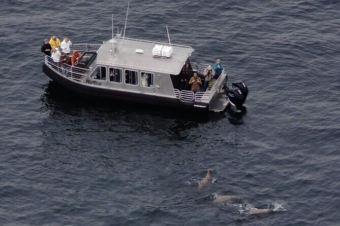 Alaska Whale Watching with bonus Drone viewing of Whales - Key Points