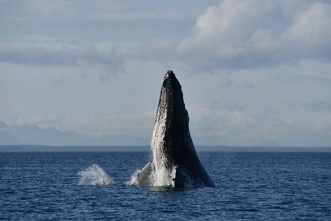 Alaska Whale Watching with bonus Drone viewing of Whales - Practical Details and Tips