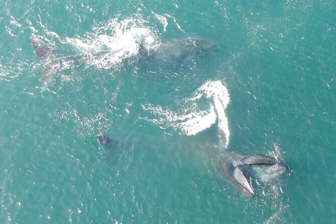 Alaska Whale Watching with bonus Drone viewing of Whales - Who Will Love This Tour?