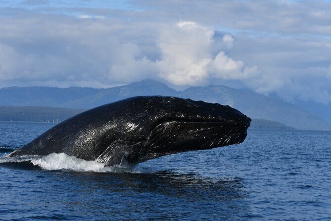 Alaska Whale Watching with bonus Drone viewing of Whales - The Sum Up
