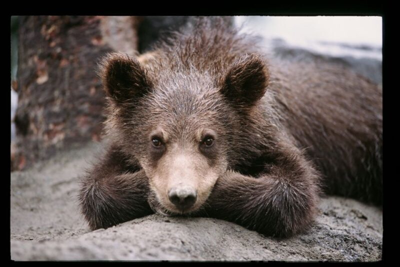 Alaska Wildlife Conservation Center: Admission Ticket - Key Points