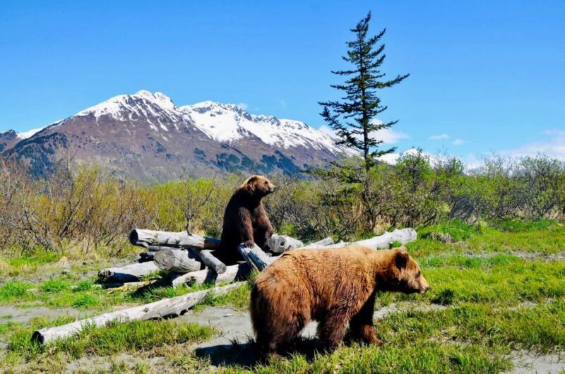 Alaska Wildlife Conservation Center: Admission Ticket - What to Expect from Your Visit
