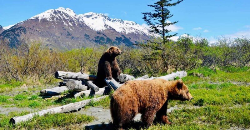 Alaska Wildlife Conservation Center: Admission Ticket - The Experience in Winter: Pros and Cons
