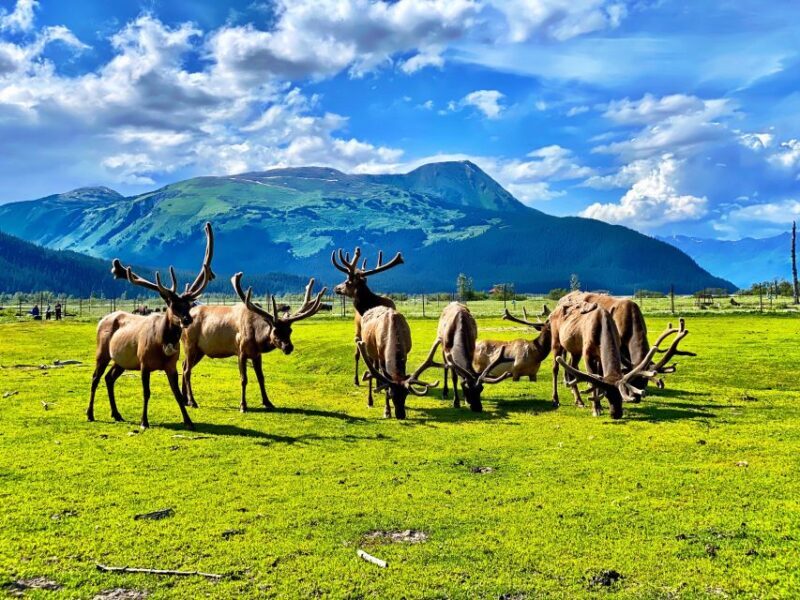 Alaska Wildlife Conservation Center: Admission Ticket - The Role of Guides and Staff