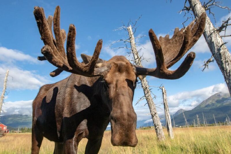 Alaska Wildlife Conservation Center: Admission Ticket - Final Thoughts: Is It Worth Visiting?