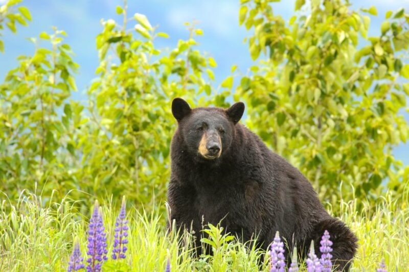 Alaska Wildlife Conservation Center: Admission Ticket - Who Should Consider This Experience?