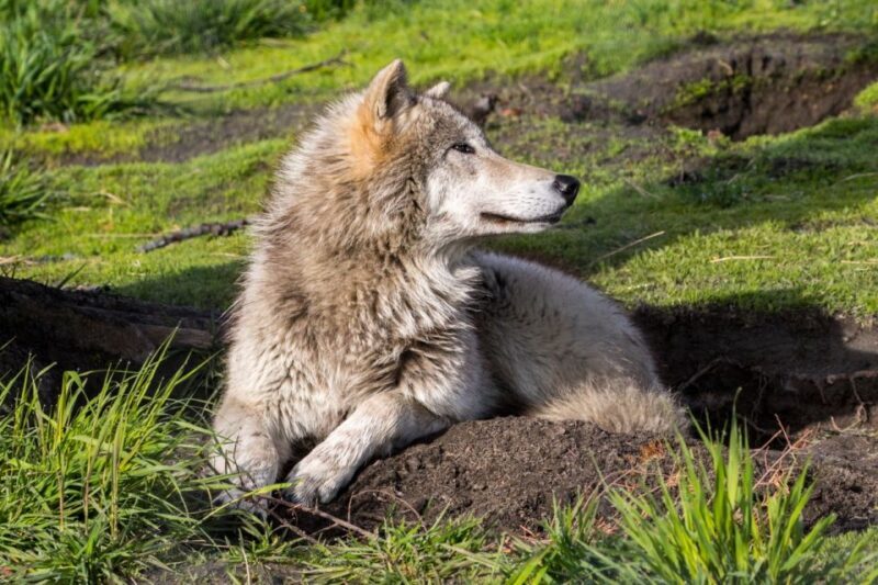 Alaska Wildlife Conservation Center: Admission Ticket - FAQ