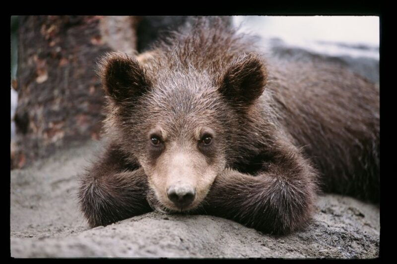 alaska-wildlife-conservation-center-admission-ticket