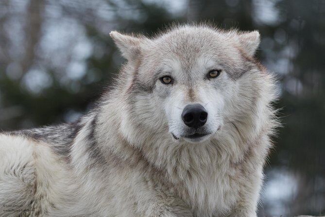 Alaska Wildlife Day Tour with Free Hotel Pickup - What to Expect from the Tour