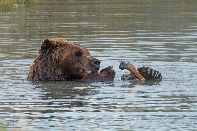 Alaska Wildlife Day Tour with Free Hotel Pickup - Final Thoughts