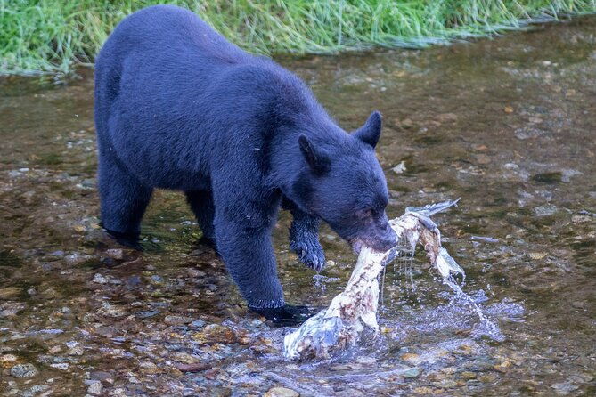 alaska-wildlife-safari-and-sightseeing-tour