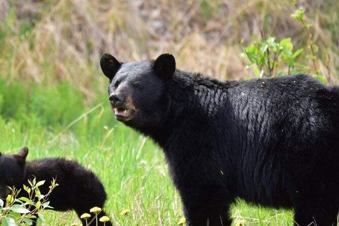 alaska-wildlife-safari-and-sightseeing-tour