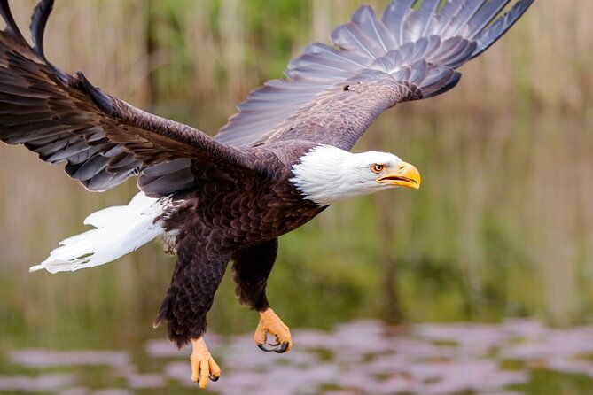 alaska-wildlife-safari-and-sightseeing-tour