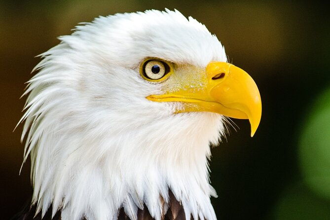 alaska-wildlife-safari-and-sightseeing-tour