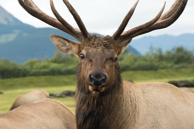 Alaska Wildlife Tour - Who Should Consider This Tour?