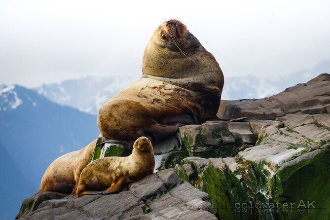 Alaska Wildlife Tour in Kachemak Bay - The Small-Group Advantage: Personalization and Comfort