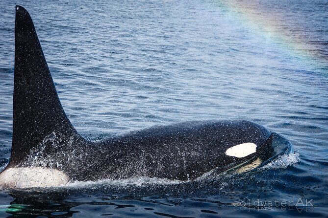 Alaska Wildlife Tour in Kachemak Bay - Practical Details and Tips