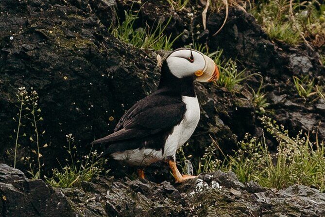 Alaska Wildlife Tour in Kachemak Bay - FAQ