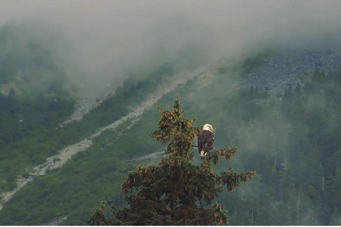 alaska-wildlife-voyageur-canoe-safari-from-haines