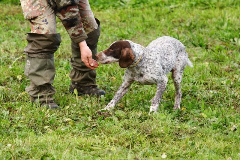 alba-truffle-hunting-with-cheese-truffle-wine-tastings