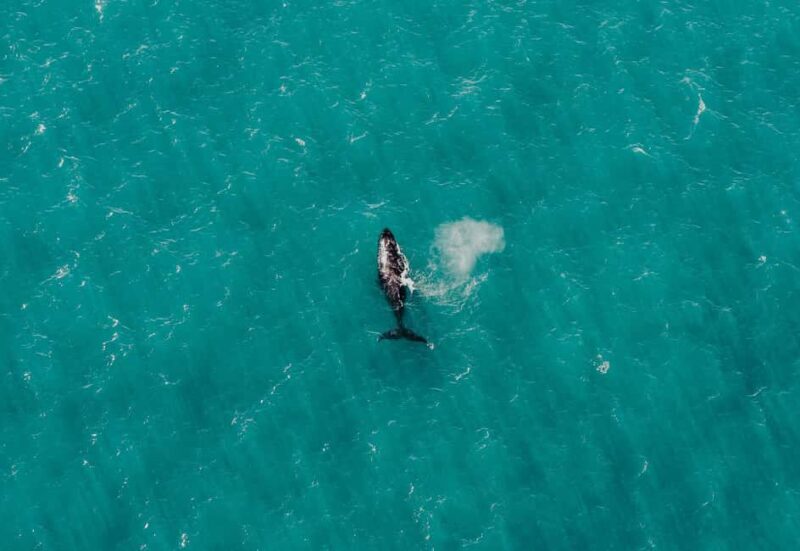 Albany: 60 min scenic helicopter flight - The Sum Up