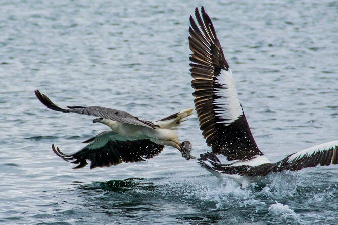 Albany Wildlife and Scenic Cruise - Conclusions on Value and Suitability