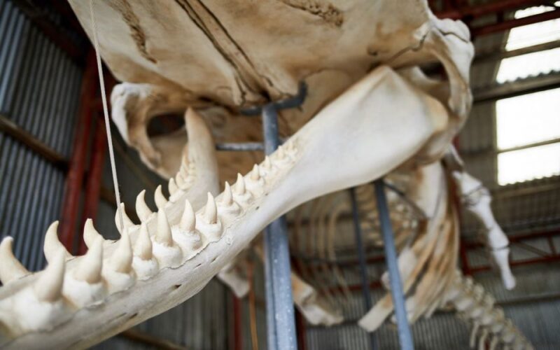 Albany's Whale Story - Key Points